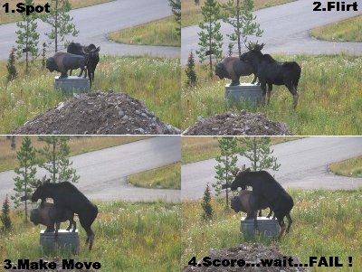 moosefail.jpg