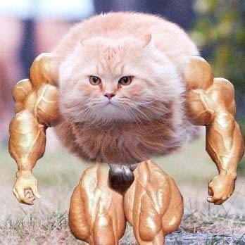 come-at-me-bro.jpg